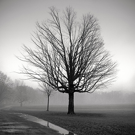 DECEMBER: MORNING WALK #33