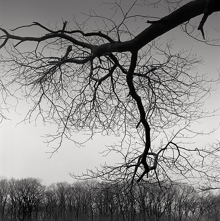 FebruaryMorningWalk38